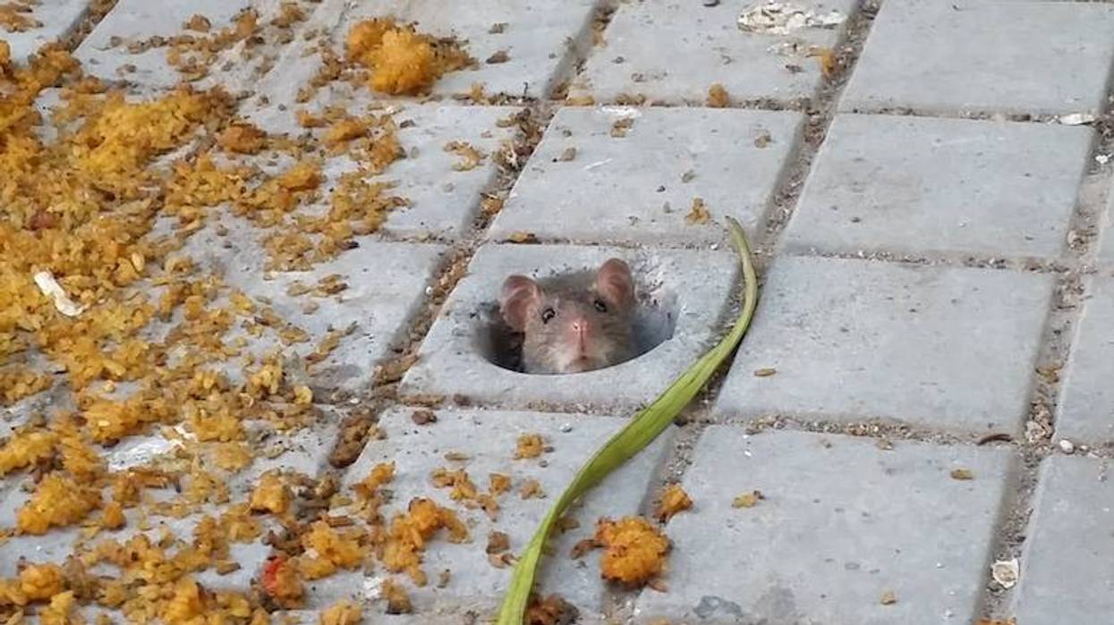 A rat poking its head up through the concrete