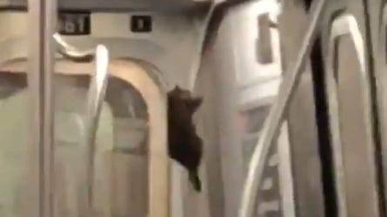 A rat sliding down a pole in a New York subway car