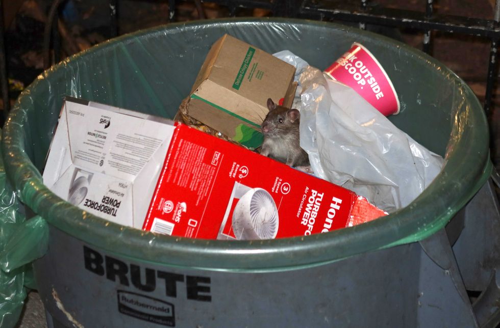 A rat sticks its head out of a garbage can as it hunts for food in Bogardus Plaza in Tribeca on Aug. 17, 2022