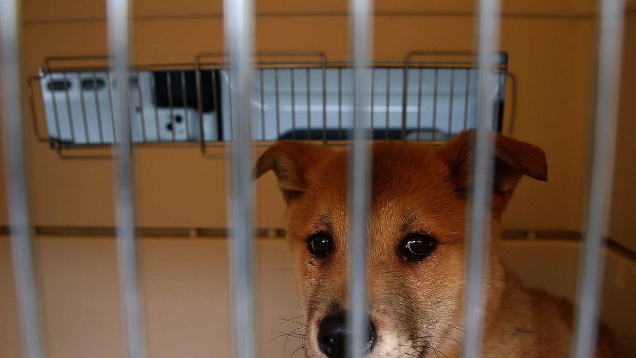 A rescue dog in a crate.