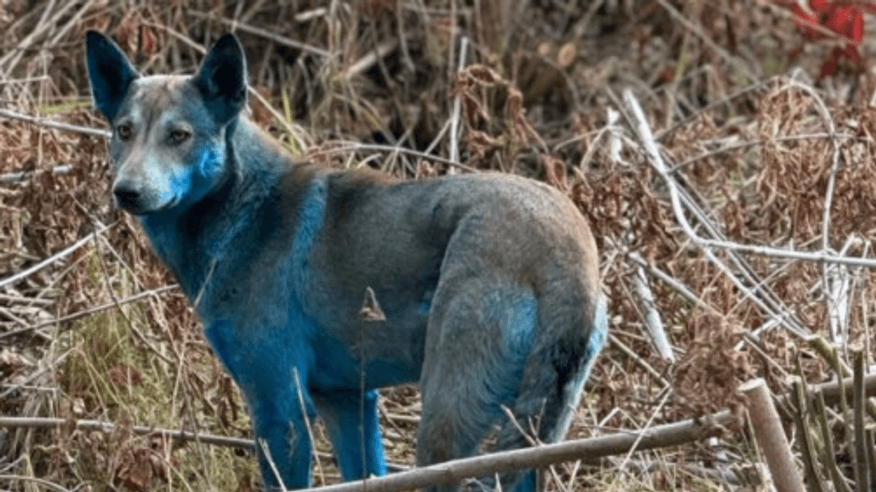 A researcher studying stray animals in the Chernobyl Exclusion Zone says the bright-blue dogs seen wandering the abandoned region are not radiation mutants, but animals that rolled in spilled chemical dye.