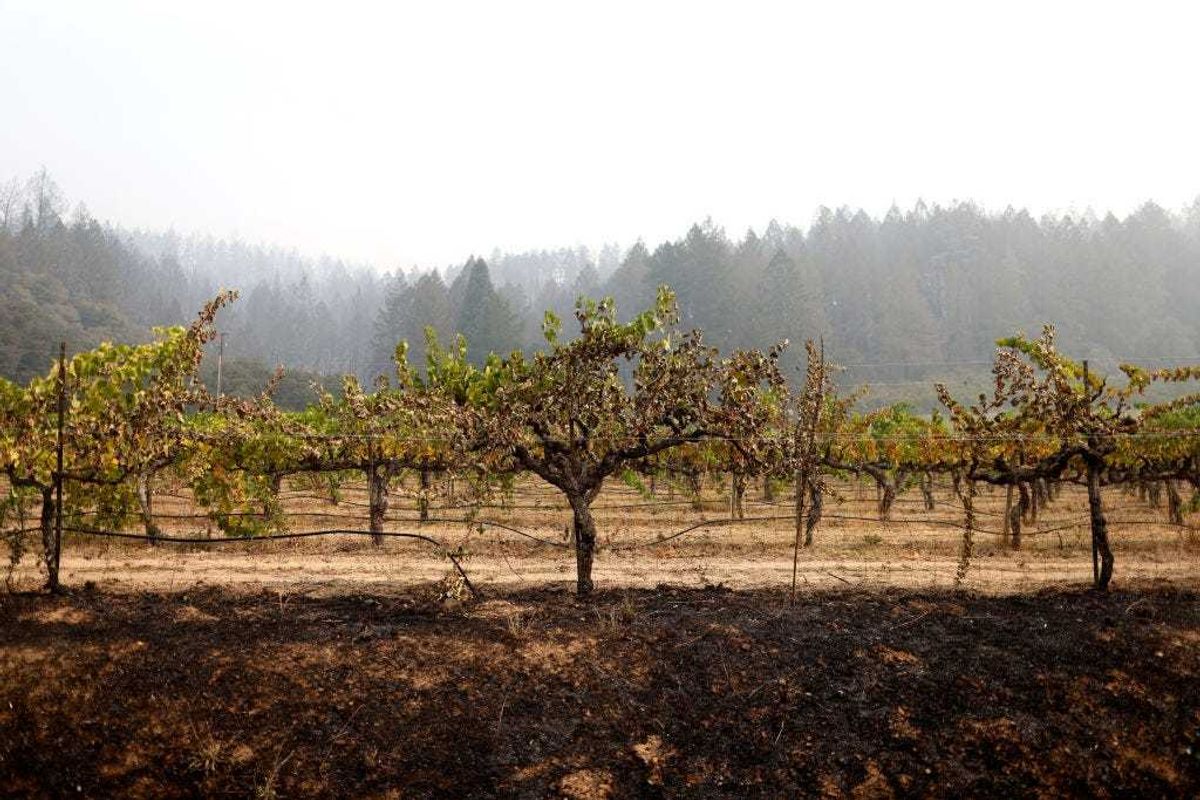 A row of fire damaged grapevines at a vineyard on September 30, 2020 in St. Helena, California.
