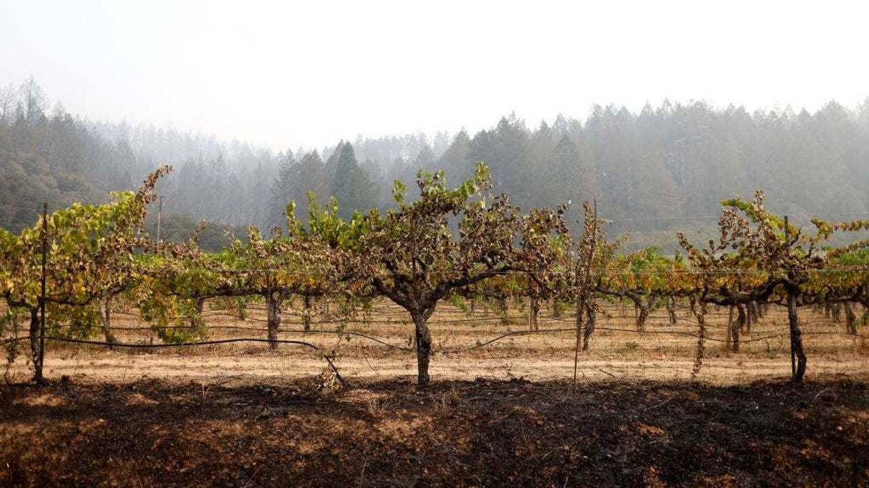 A row of fire damaged grapevines at a vineyard on September 30, 2020 in St. Helena, California.