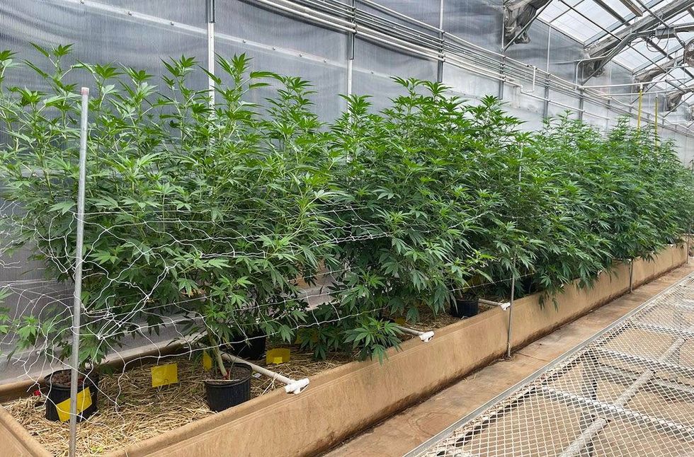 A row of mature hemp plants grows in one of the greenhouses at Stoney Branch Farms in Rushville, Illinois.