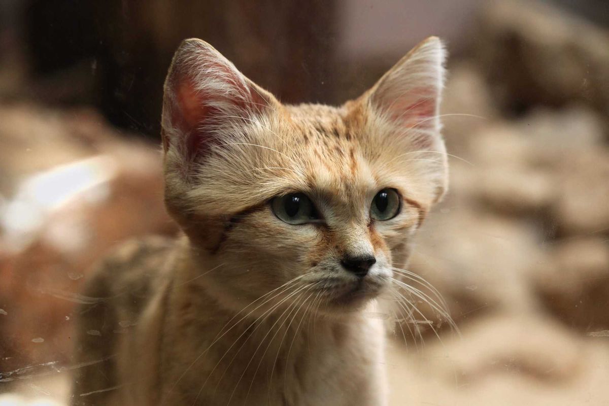A sand cat.