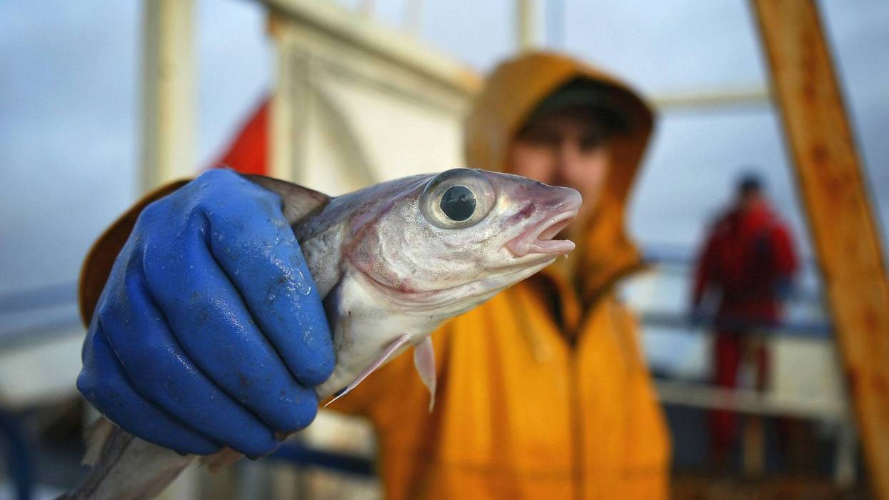 A Scottish trawler man aboard the trawler, Carina, holds out a haddock, part of the catch caught some 70 miles off the North coast of Scotland, in The North Atlantic on March 5, 2004.