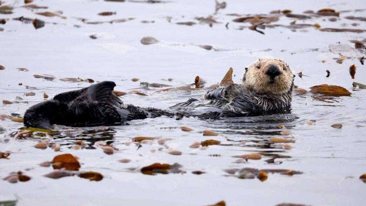 A sea otter grooms in a kelp bed in a marine area which is currently recommended for exclusion from the proposed Chumash Heritage National Marine Sanctuary along California’s Central Coast on September 20, 2023 in Morro Bay, California. The sanctuary would be the first national marine sanctuary in the country nominated by an Indigenous tribe and will protect ocean ecosystems, marine life and cultural sites while prohibiting energy development. Chumash tribal members held a rally today to call for the Morro Bay area which includes Morro Rock, a tribal sacred point, to be included inside the sanctuary. Tribal members of the Chumash would co-steward the 5,617-square-mile area as part of the Biden administration’s America the Beautiful conservation efforts to restore 30 percent of waters and lands in the U.S. by 2030. (Photo by Mario Tama/Getty Images)
