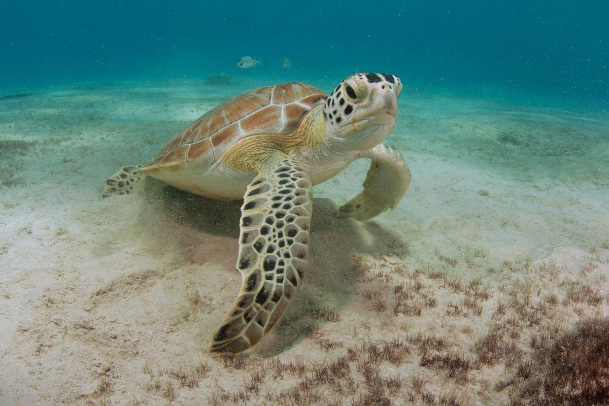 A sea turtle underwater.