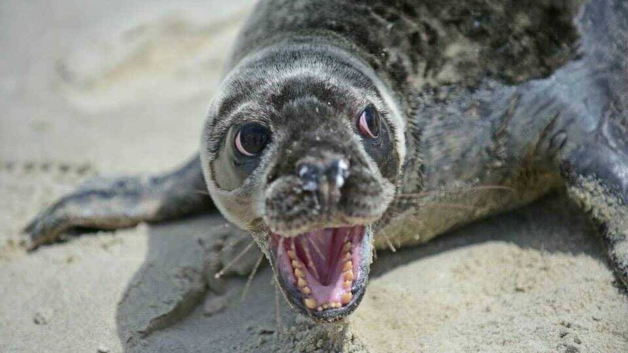 A seal sits on a Jersey Shore beach. The Marine Mammal Stranding Center recommends people stay away from seals, who come to the beach in order to rest before getting back into the water.