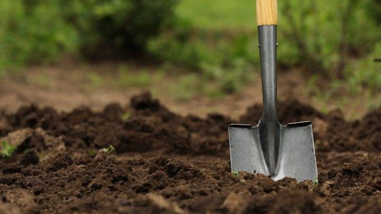 A shovel stands in fresh dirt. Older ground, grass and greenery can be seen in the background