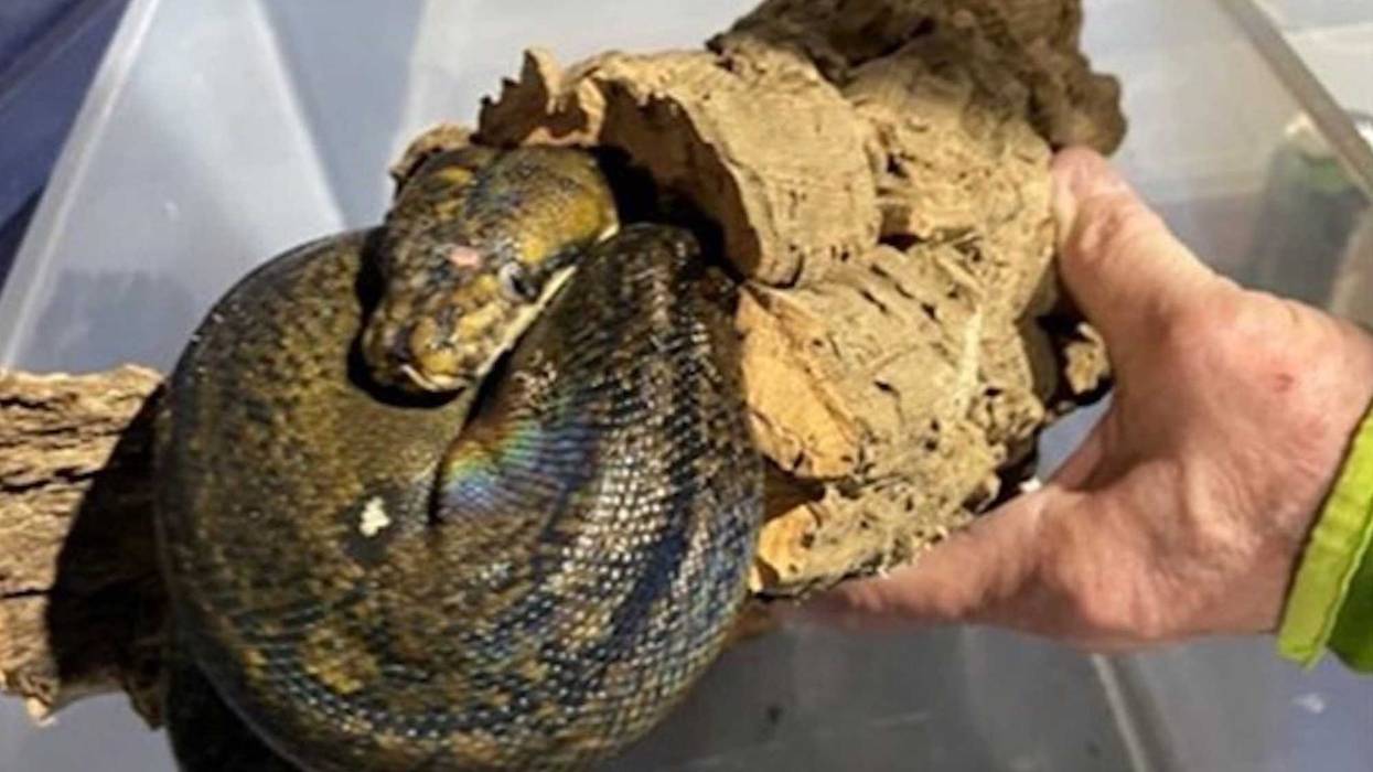 A six-foot-long python was seized from a Long Island home in late March, officials said this week
