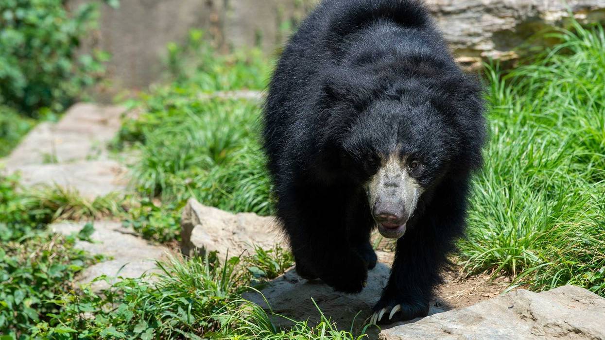A sloth bear exhibit at the Philadelphia Zoo during its reopening week Wednesday, July 8, 2020 in Philadelphia, Pa. Jl Zoo 7820 19