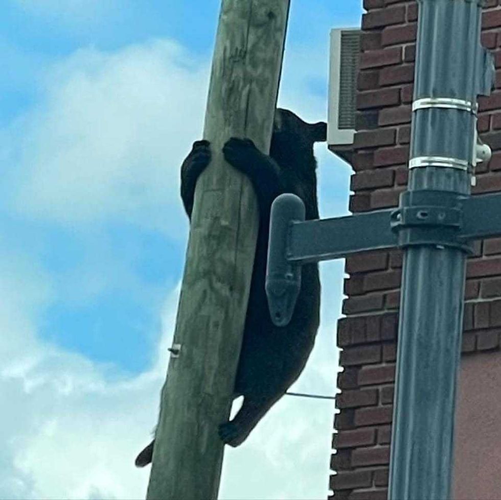 A small black bear climbs up a pole outside a bakery in New Jersey.
