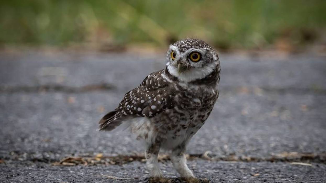 A small burrowing owl with yellow eyes and speckled brown feathers stands on asphalt, looking left.