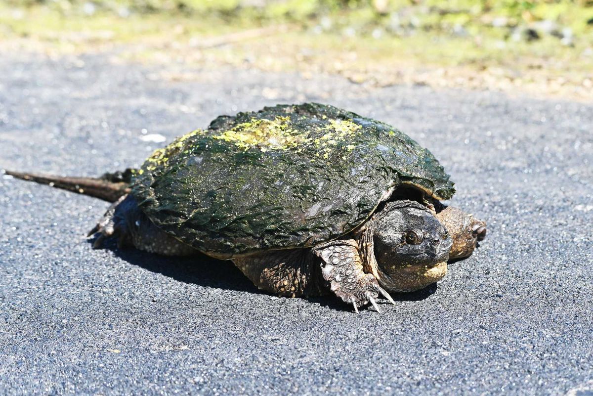 A snapping turtle crossing a road.