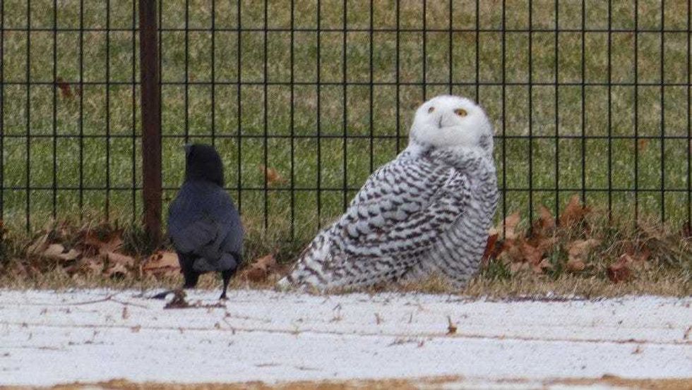 A snowy owl in Central Park on Jan. 27, 2021