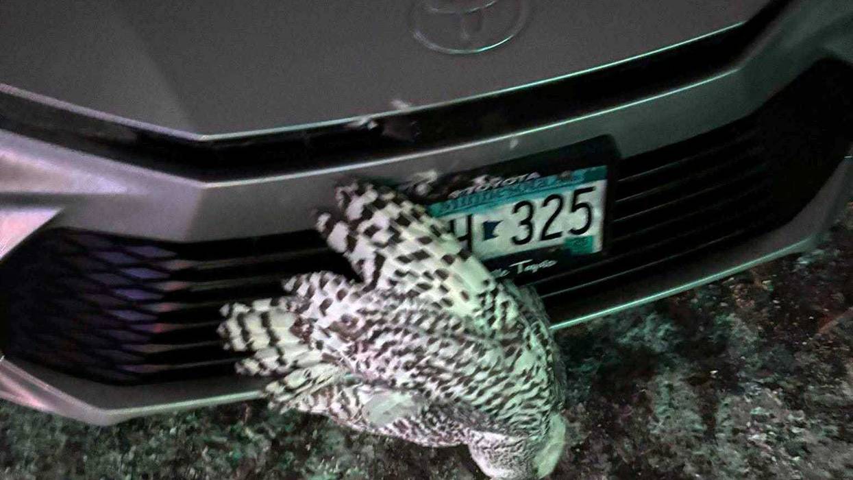 A snowy owl is caught in the grille of a car in northeastern Minnesota before being rescued by Annabell Whelan on Monday, Dec. 23, 2024.