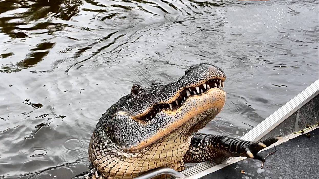 A South Florida man is suing a popular Central Florida airboat attraction after he was bitten in the face by an alligator during a free encounter experience last summer.