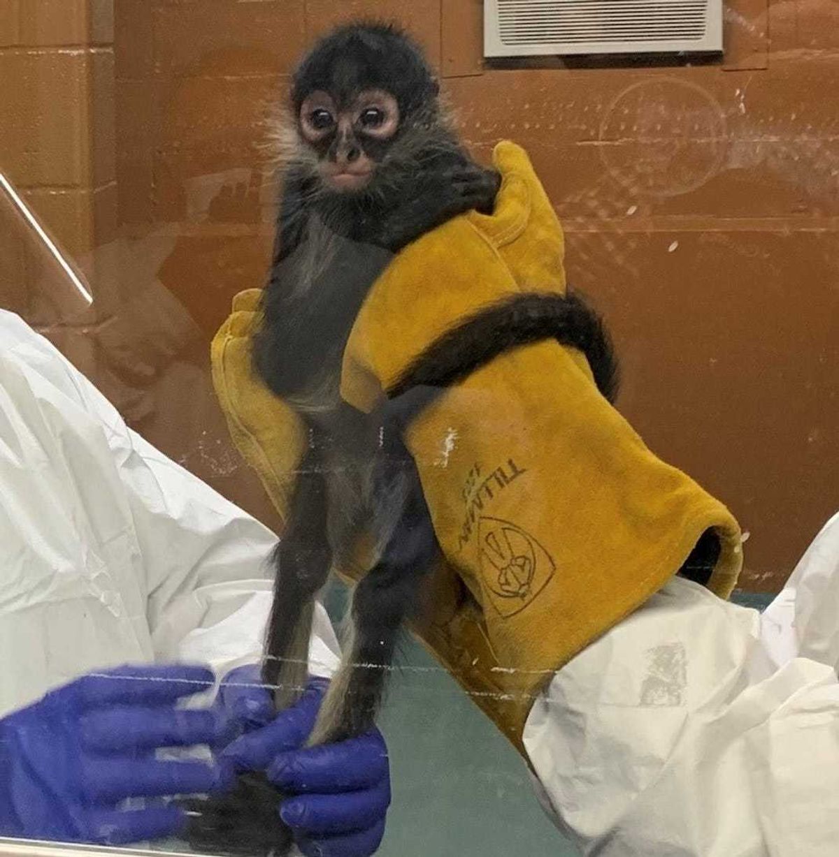 A spider monkey smuggled across the southern border of the US.