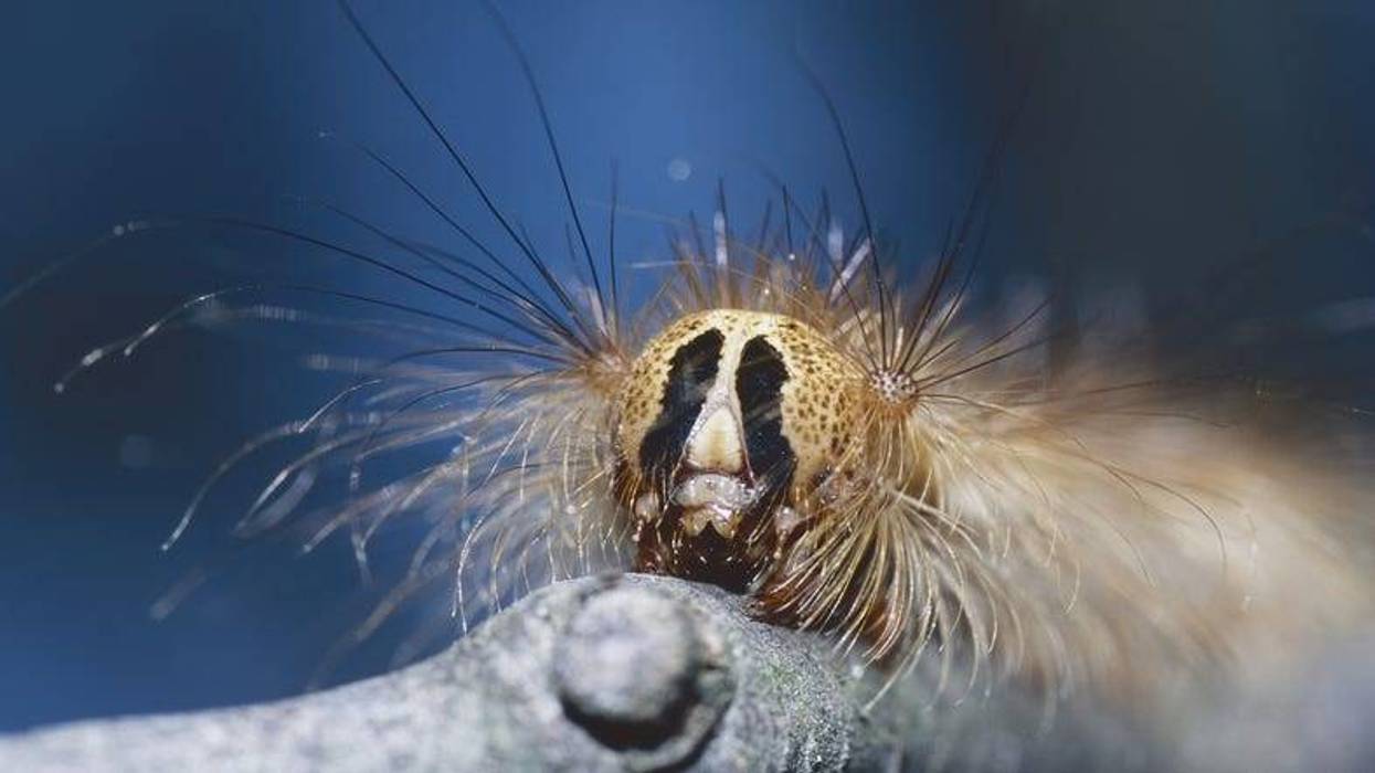 A spongy moth (formerly known as gypsy moth) caterpillar.