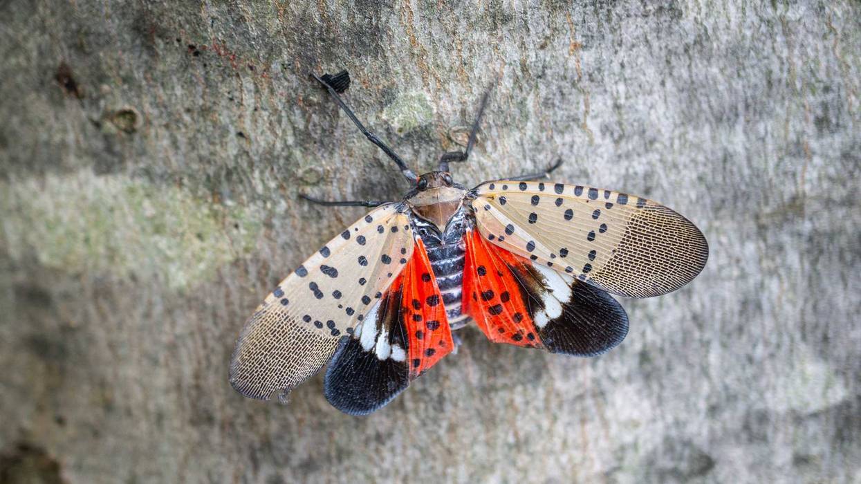 A spotted lanternfly