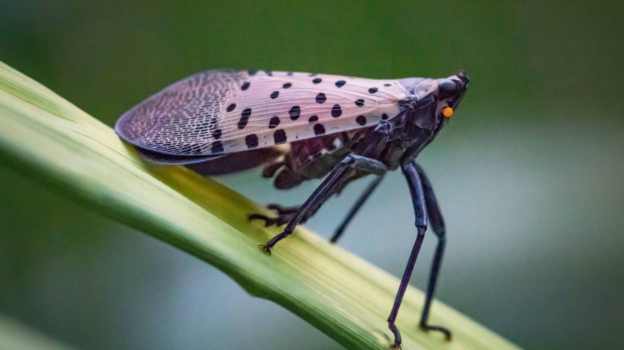A spotted lanternfly.