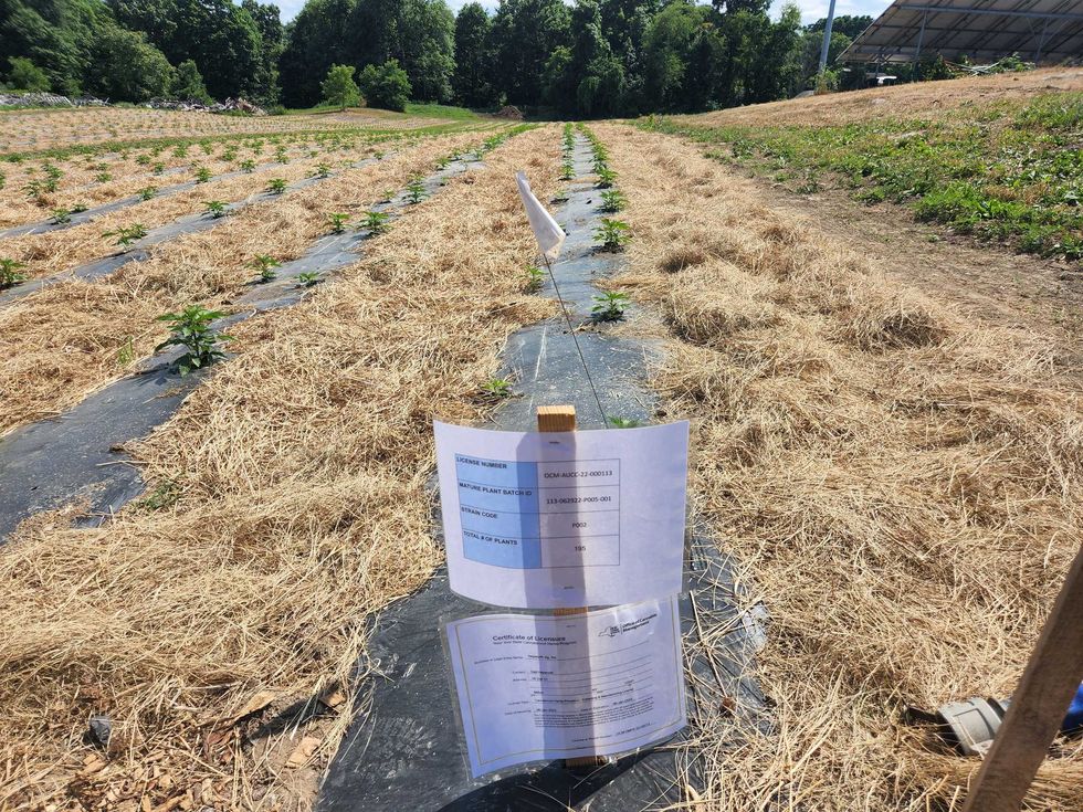 A stake is placed in front of each seedbed with signs identifying the strain of cannabis and Hepworth Farms