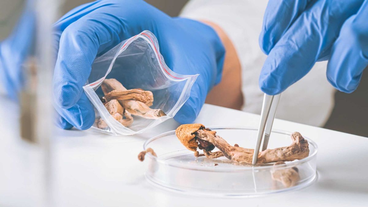 A state government task force says psychedelic mushrooms should be legalized in Minnesota.