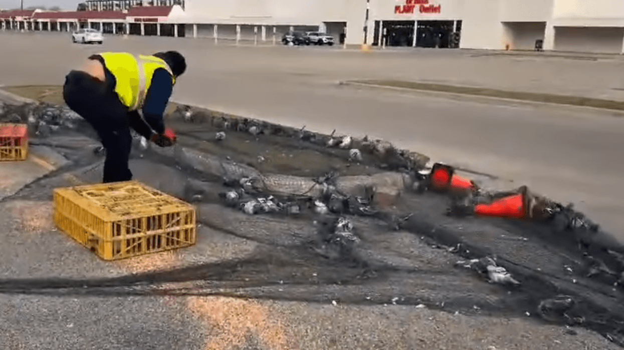 A still taken from a video provided by Great Lakes Pigeon Rescue shows a worker trap dozens of pigeons in a parking lot in Niles.
