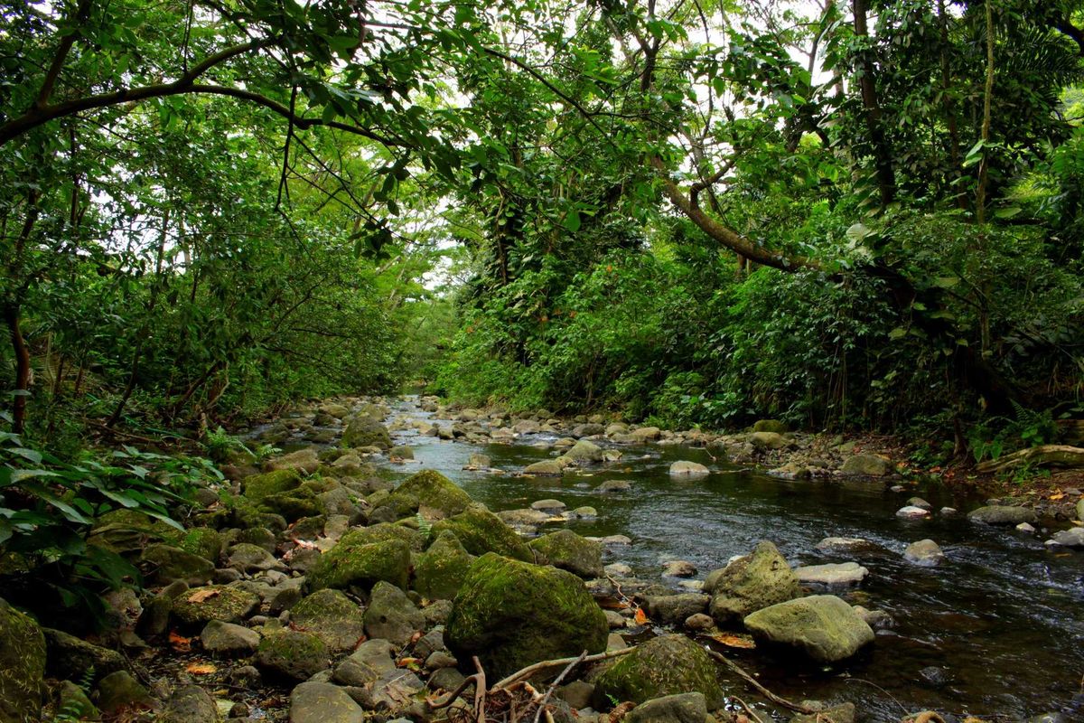 A stream in Oahu, the Hawaiian Island where an alcoholic stream was found.