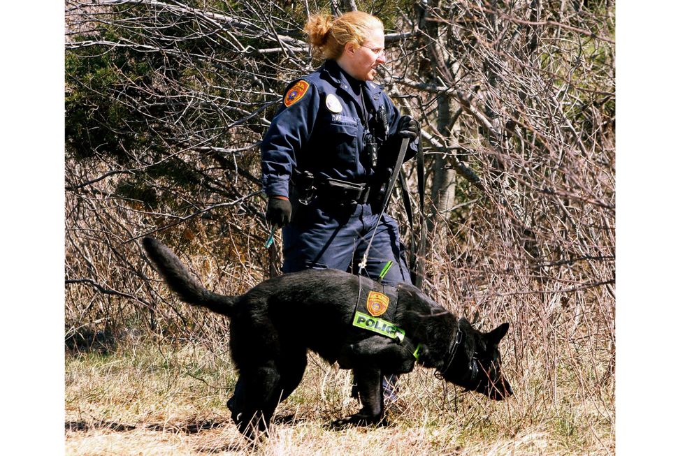 A Suffolk County Police officer and dog search the Gilgo Beach area for human remains on March 29, 2011