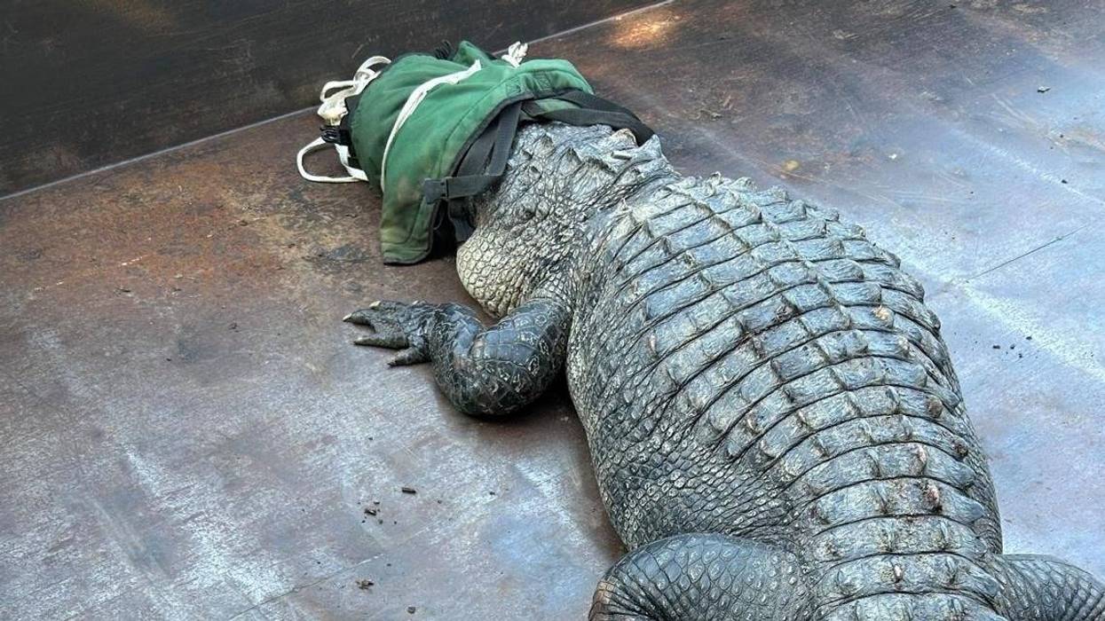 A surprise visitor stirred up some excitement at Eagle Mountain Lake this week - a 10-foot, nearly 300-pound alligator was spotted and safely captured by wildlife crews.