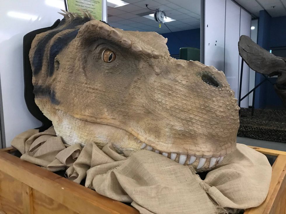 A T-rex head on display in the traveling exhibit, Be the Dinosaur.