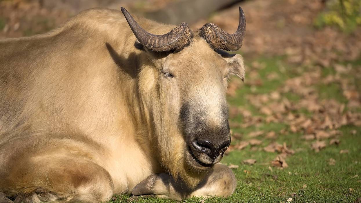 They're talkin' about takins at the Lincoln Park Zoo