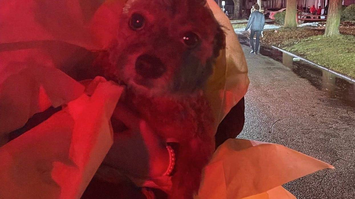 A team effort by firefighters and troopers in Saginaw is being credited with saving the life of one little dog after she was located unresponsive inside a home on fire late Thursday evening, authorities said.
