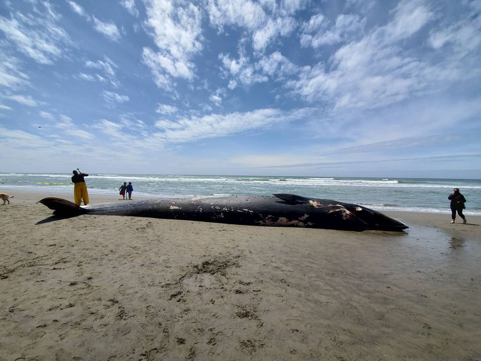 A team of scientists from The Marine Mammal Center, the world’s largest marine mammal hospital, along with partners from California Academy of Sciences and U.C. Santa Cruz, investigated the death of a fin whale on Saturday, April 24, 2021, at Fort Funston in San Francsico, CA. The team suspects the juvenile male fin whale died to blunt force trauma due to ship strike.
