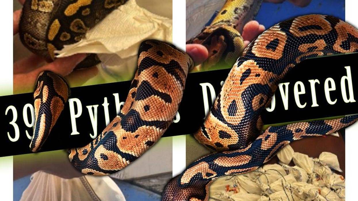 A Texas trucker learned the hard way that "nothing to declare" doesn't hold up when you're hauling 39 live pythons. U.S. Customs and Border Protection officers at the World Trade Bridge in Laredo intercepted the snakes