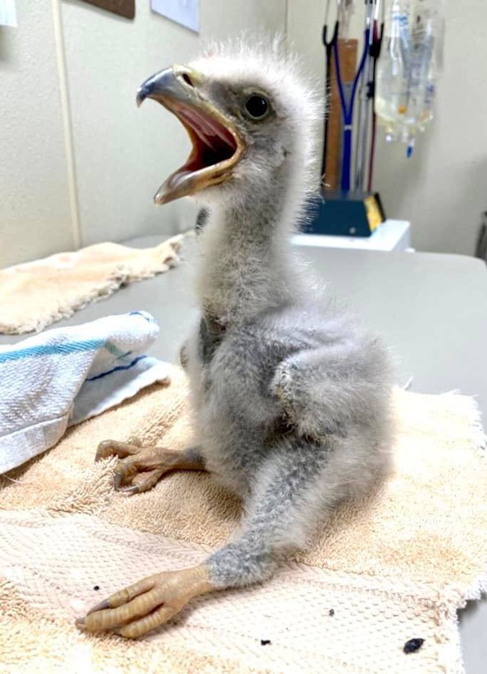 A tiny eaglet arrives at the World Bird Sanctuary in Valley Park, Missouri, after it