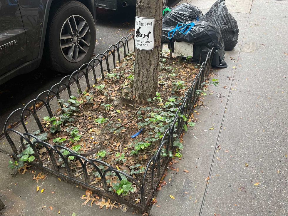 A tree bed, where rats often burrow and live.