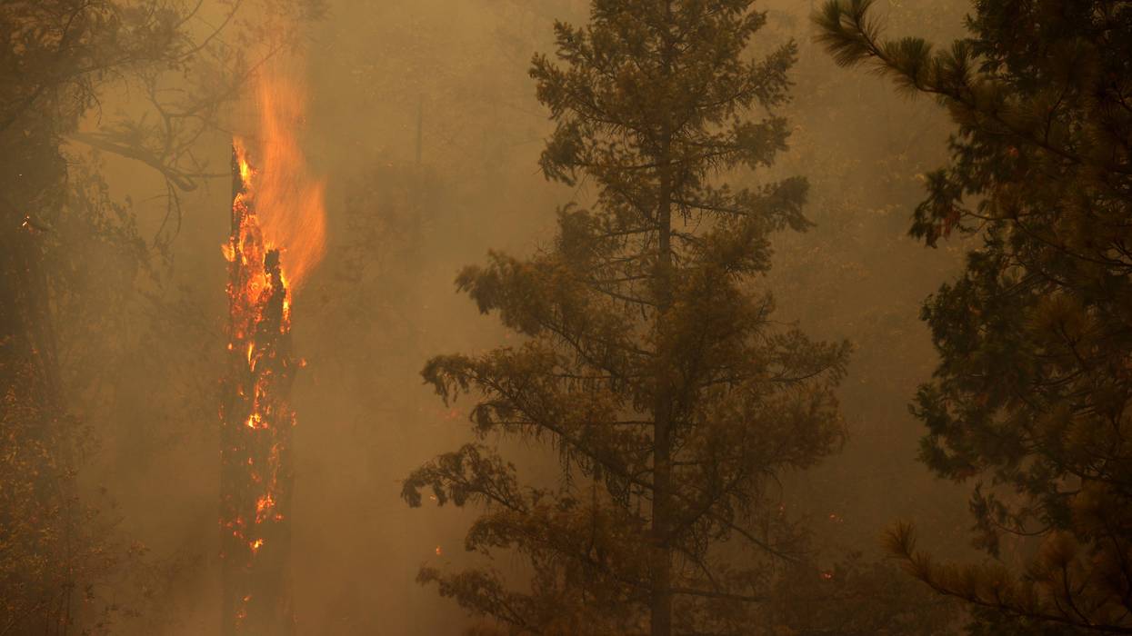 A tree burns as the Dixie Fire moves through the area on July 26, 2021 near Quincy, California