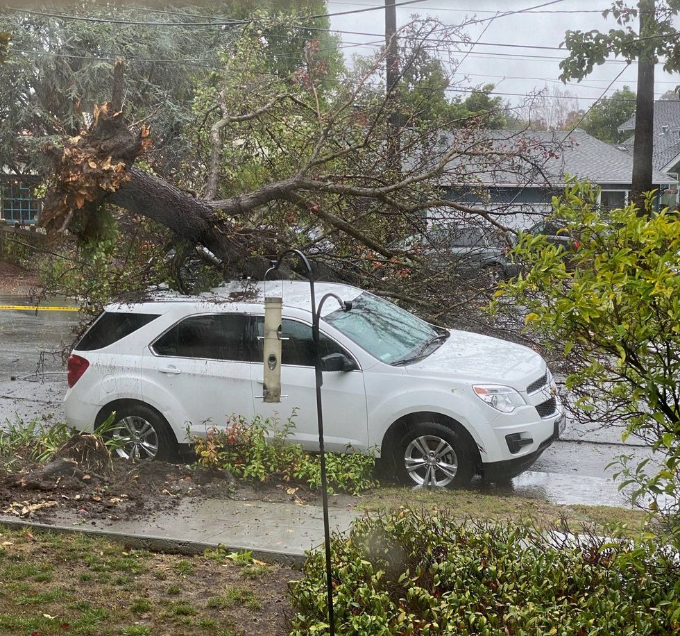 A tree fell in San Mateo due to turbulent weather, damaging a car.