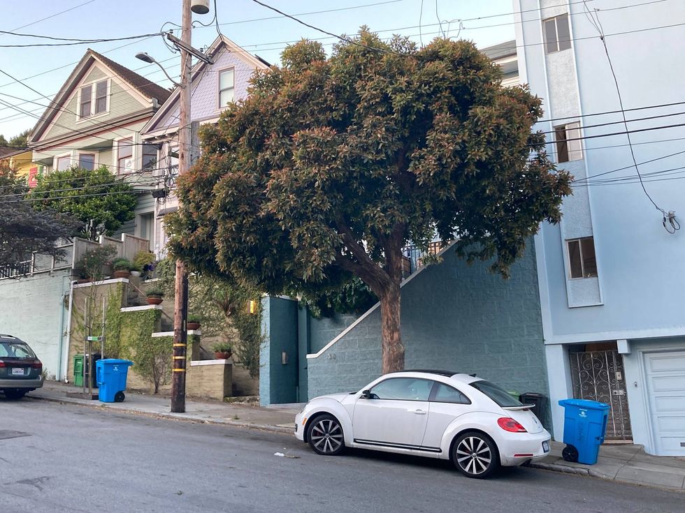 A tree in San Francisco