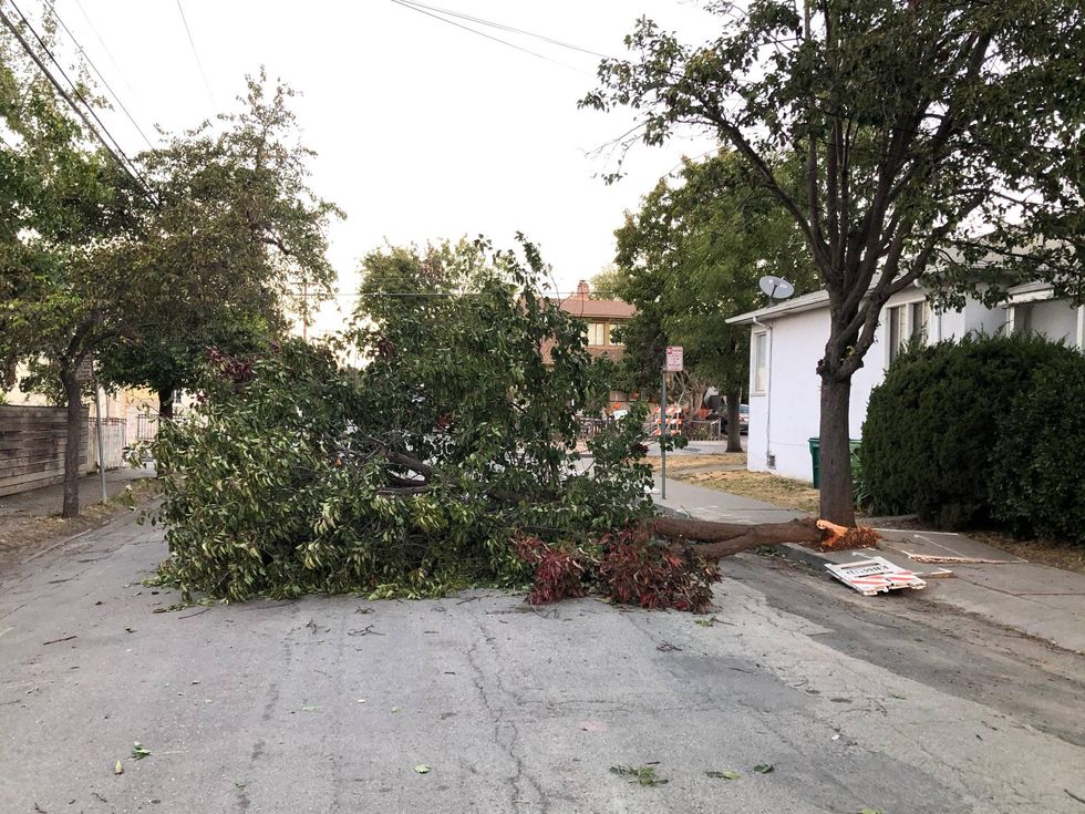A tree lays in the road after being felled by strong winds in Oakland