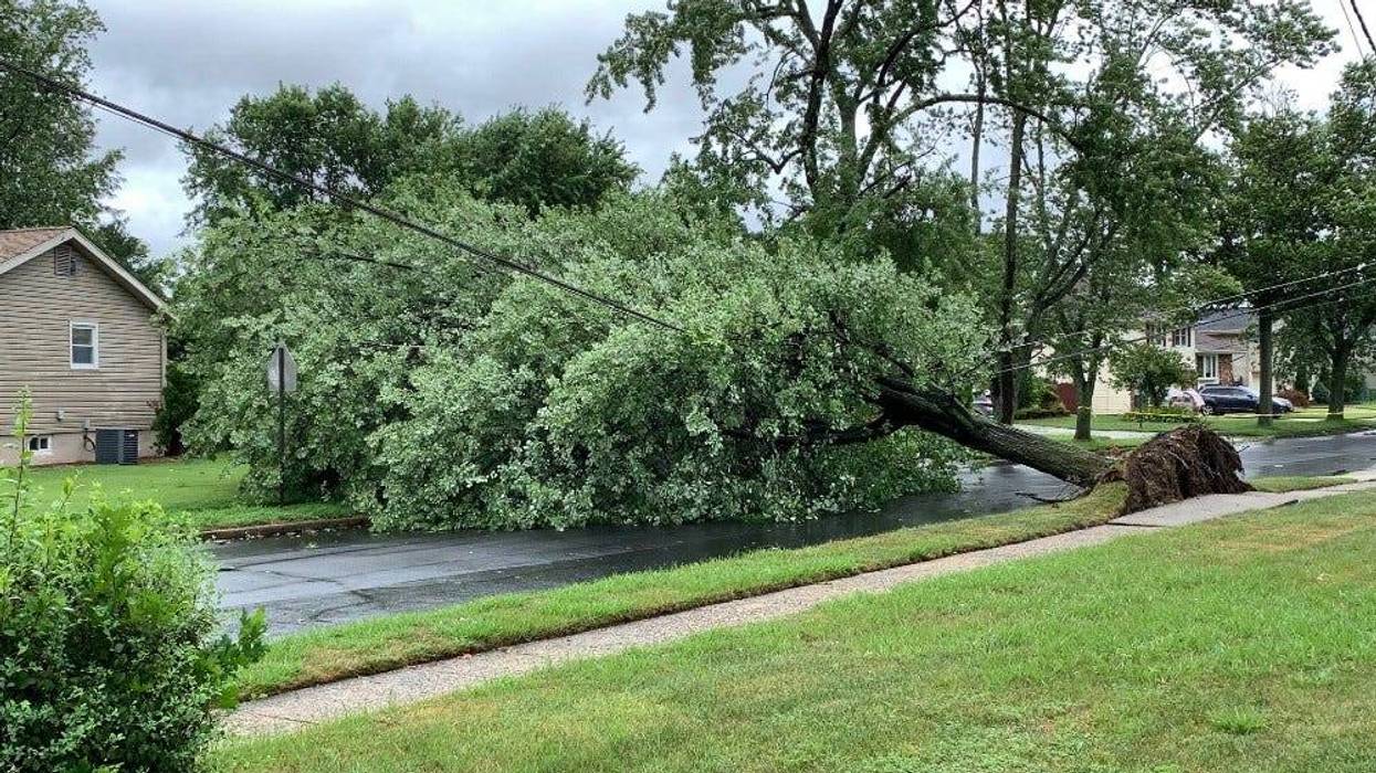 A tree that fell after Tropical Storm Isaias