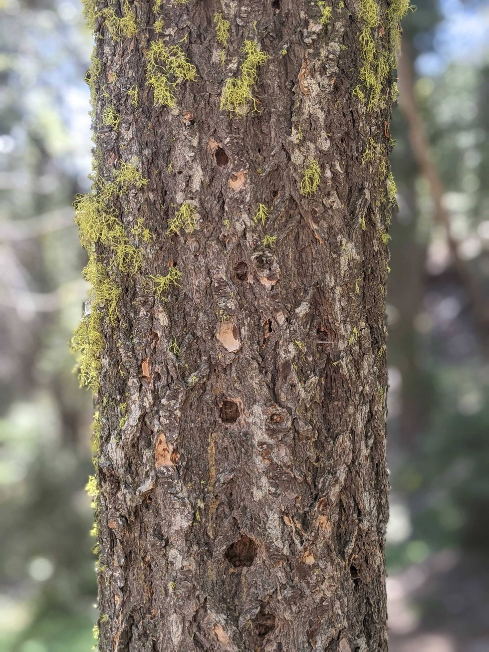 A tree trunk close up in Yosemite National Park.