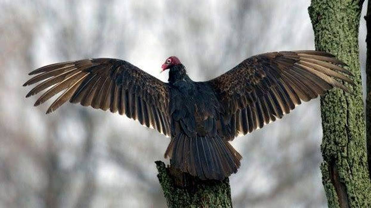 a turkey vulture with its wings spread