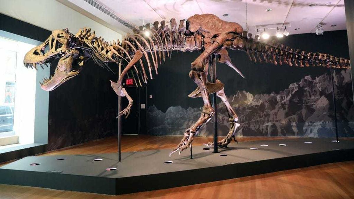 A Tyrannosaurus Rex dinosaur fossil skeleton is displayed in a gallery at Christie’s auction house on September 17, 2020 in New York City.