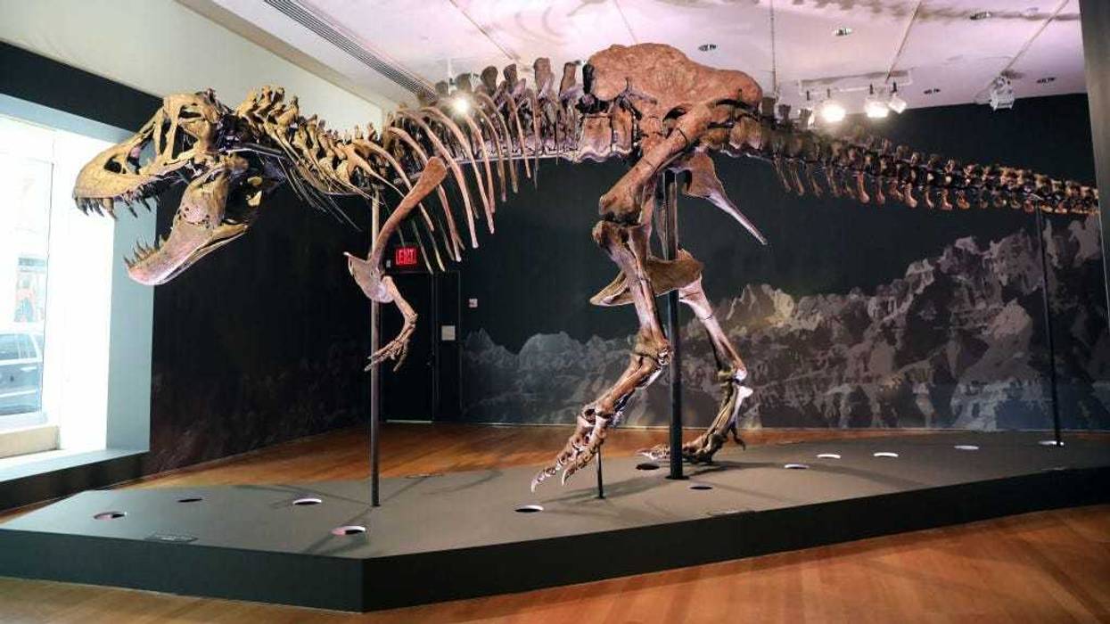 A Tyrannosaurus Rex dinosaur fossil skeleton is displayed in a gallery at Christie’s auction house on September 17, 2020 in New York City.