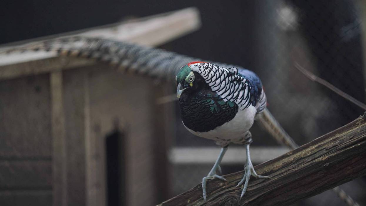 A variety of pheasants on display at Linvilla Orchards in Media, Pa., 2018.