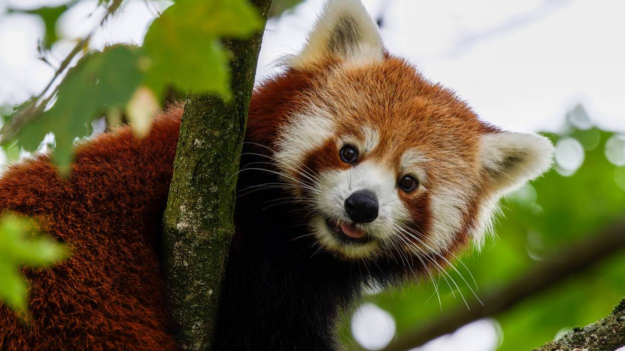 A very beautiful red panda beer looking down from a branch
